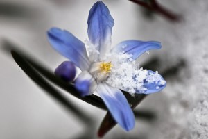Snowflower