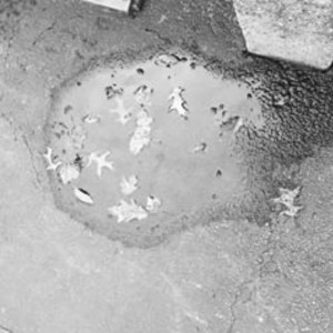 Black and white photo of a puddle on pavement with several leaves floating on the surface.