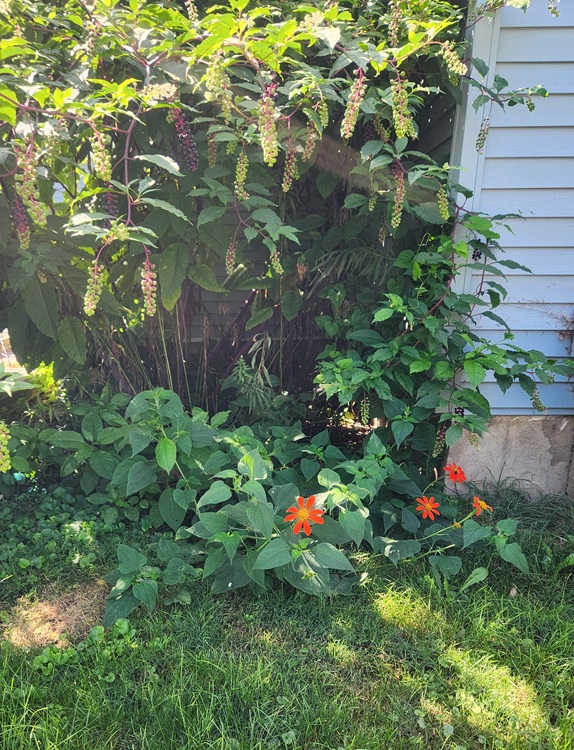 Bright, dark orange Mexican Sunflowers close to the green grass with poke berries towering over them next to a light blue sided house. Everything is dappled with sunlight.